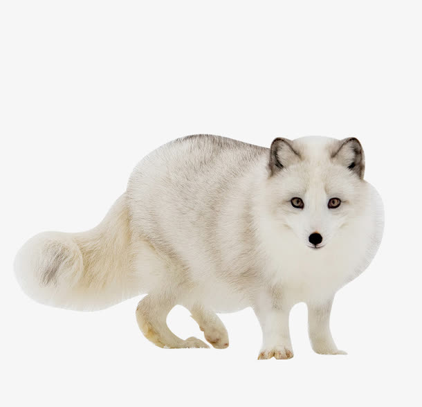 可爱白色狐狸