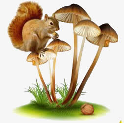 蘑菇松鼠核桃