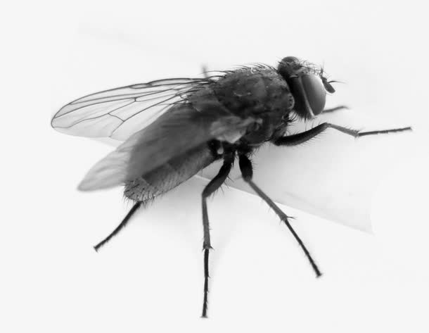 黑色苍蝇PNG免抠素材