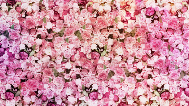 粉色梦幻玫瑰花朵