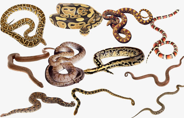各种蛇类动物psd分层素材