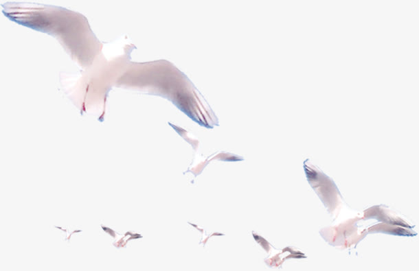 飞在大海上的一群和平鸽