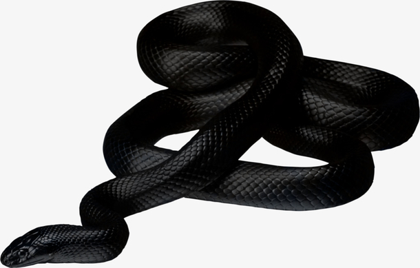 爬行动物冷血动物黑色的蛇