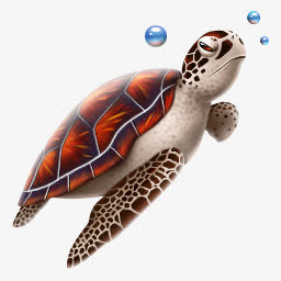 海龟海洋生物PNG图标