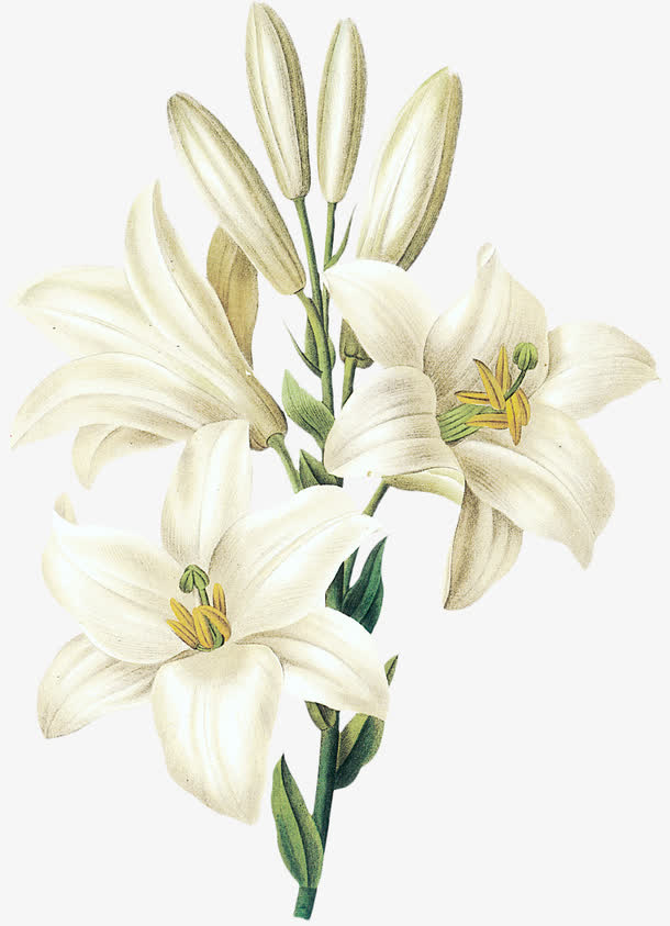 白色百合花芝麻花