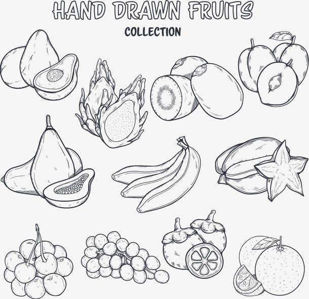 矢量手绘素描水果