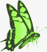 端午节绿色蝴蝶PNG透明图片，高清动物装饰元素，设计素材下载
