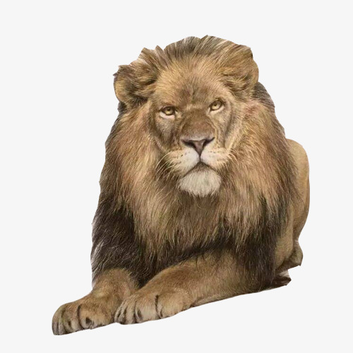 雄狮手绘素材图片