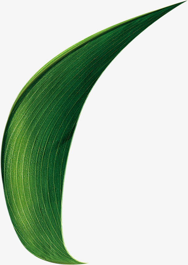 绿色叶子粽叶装饰图片