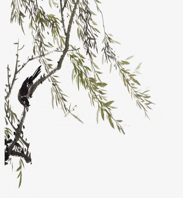 水墨国画柳树叶喜鹊