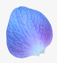 紫色花瓣图片素材