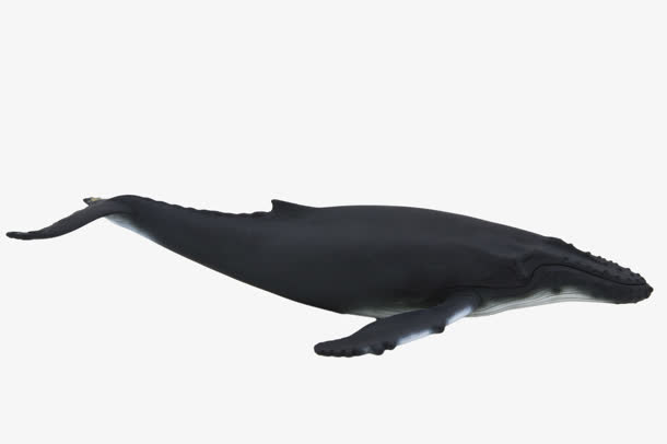 创意手绘鲸鱼黑色