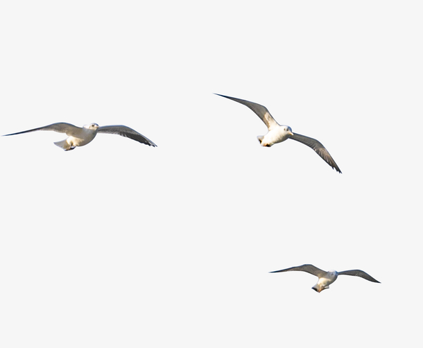 一群空中飞翔的海鸟海鸥