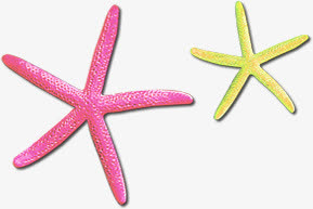 黄色粉色细长海星
