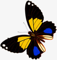 黄蓝色斑点翅膀蝴蝶