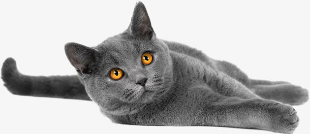 灰色的猫猫