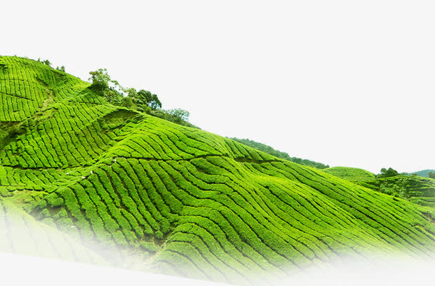 绿色的山坡茶园种植地高原素材