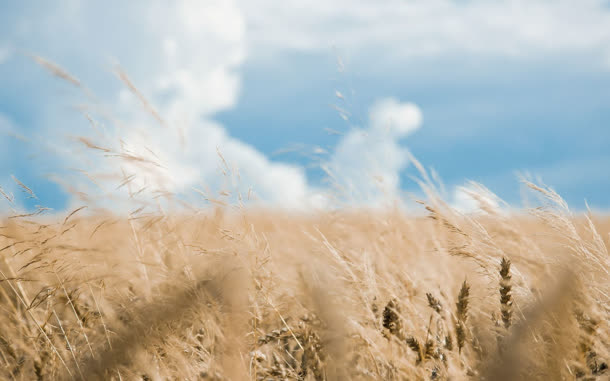 小麦芦苇荡蓝天白云高清