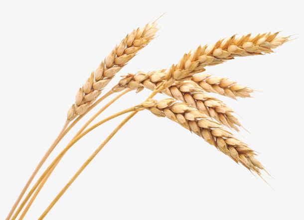 小麦植物成熟五谷