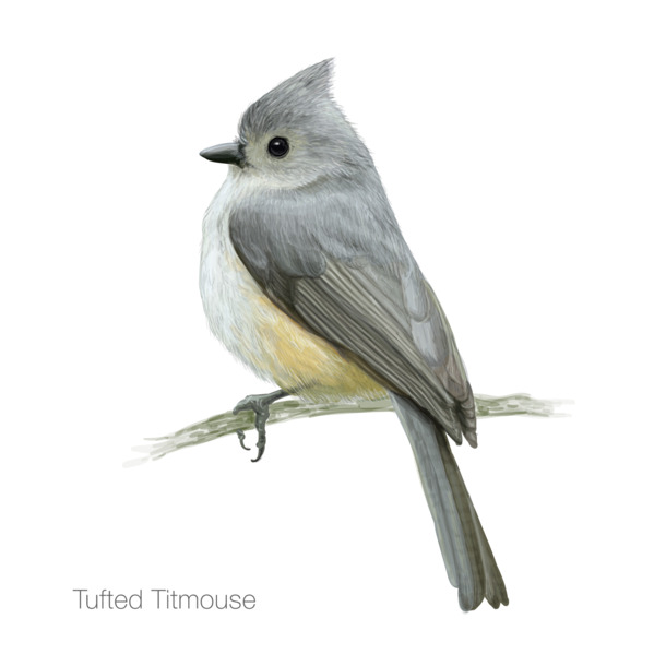 Tufted Titmouse高清PNG，透明动植物元素，创意动物图片设计素材下载