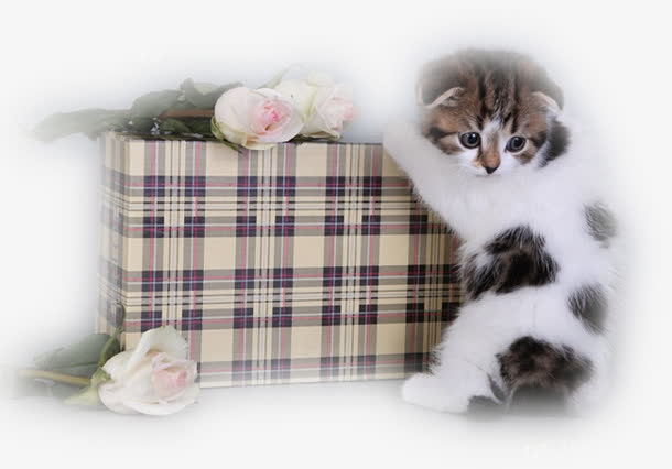 可爱猫咪 方格箱子 白色花朵