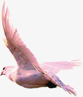 高清和平鸽造型翅膀设计