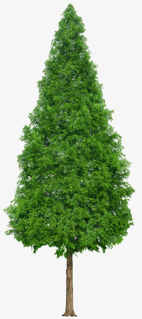 绿色茂密的松树