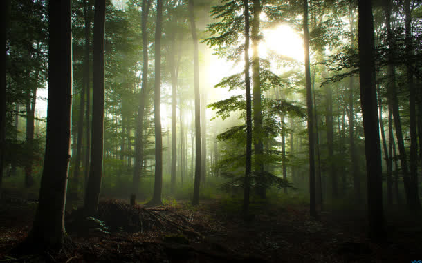 晨光森林光束摄影图