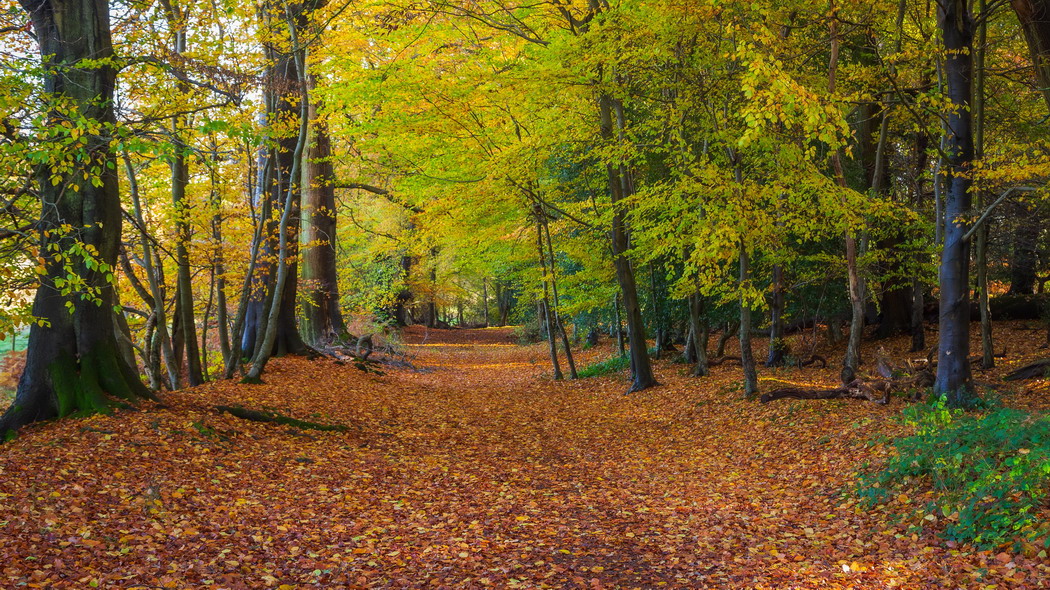 森林 公园 树木 落叶 秋天 风景 4k壁纸 3840x2160