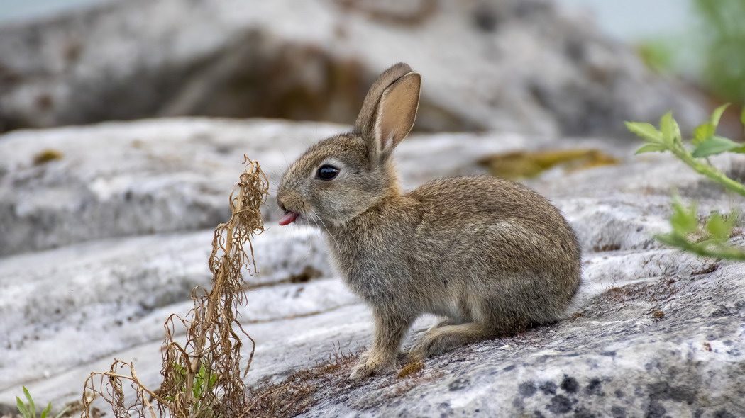 兔子 动物 突出的舌头 石头 4k壁纸 3840x2160