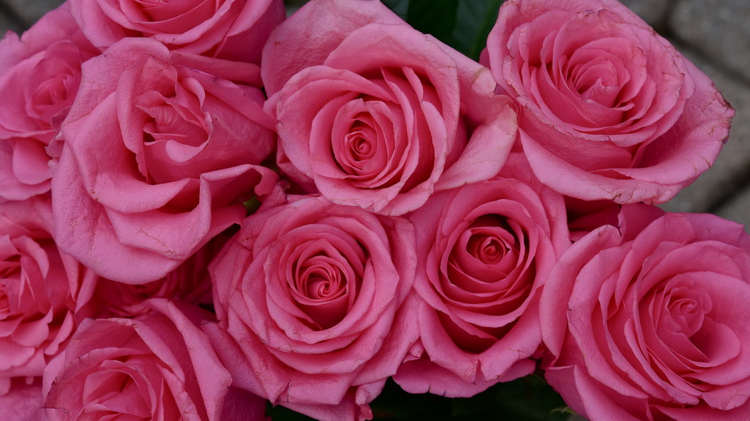 玫瑰 花朵 花瓣 花蕾 粉红色 4k壁纸 3840x2160