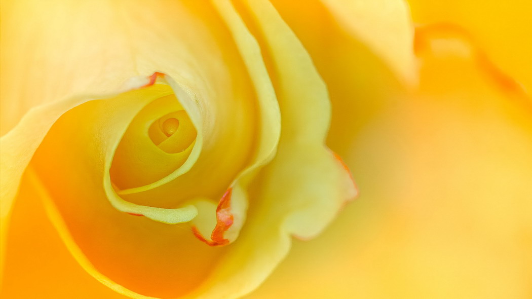 玫瑰 微距 黄色 花朵 4k壁纸 3840x2160