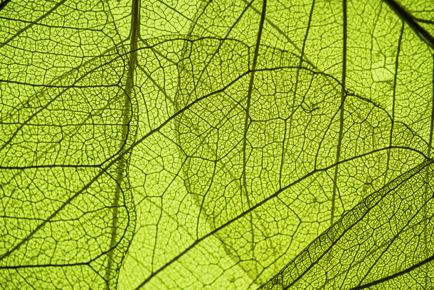 透明绿色叶子