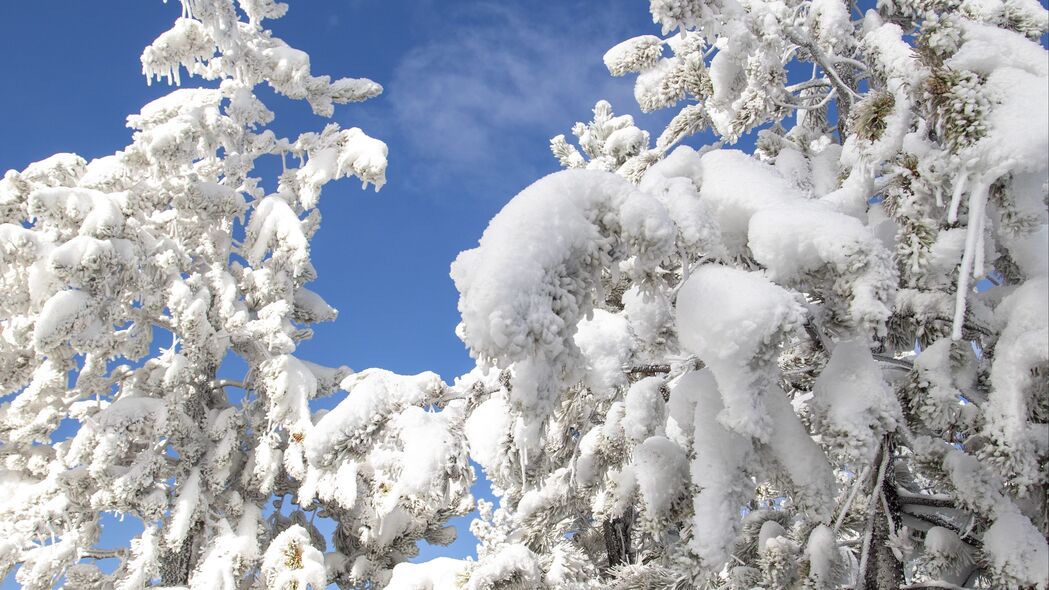 树 云杉 雪 冬天 自然 白色 4k壁纸 3840x2160