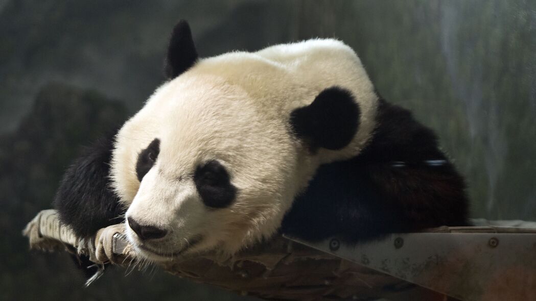 熊猫 头 动物 可爱的 4k壁纸 3840x2160