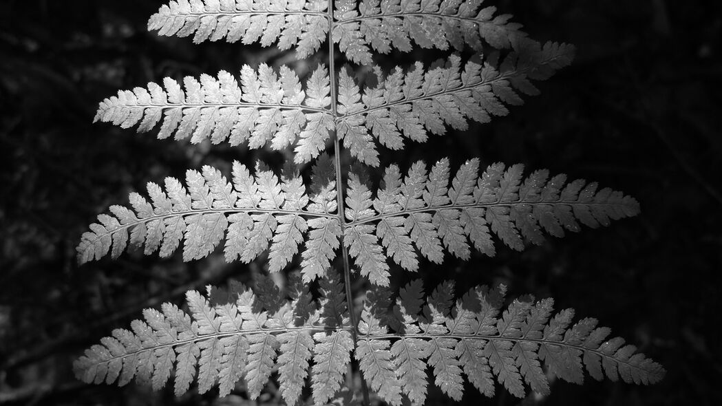 蕨类植物 树叶 黑白 植物 4k壁纸 3840x2160