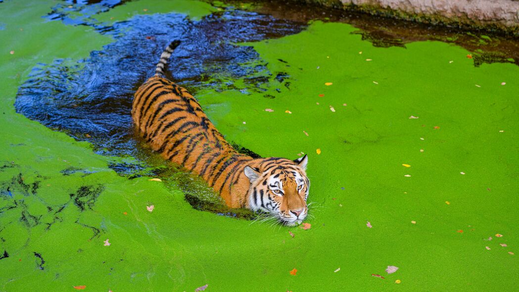 西伯利亚虎 捕食者 大猫 池塘 4k壁纸 3840x2160