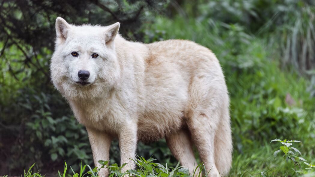 白狼 狼 动物 捕食者 野生 4k壁纸 3840x2160