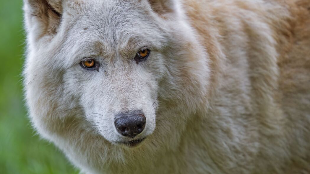 白狼 狼 动物 野生 捕食者 4k壁纸 3840x2160