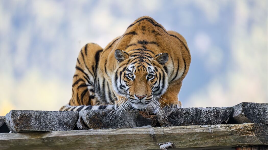 老虎 姿势 捕食者 大猫 野生动物 条纹 4k壁纸 3840x2160