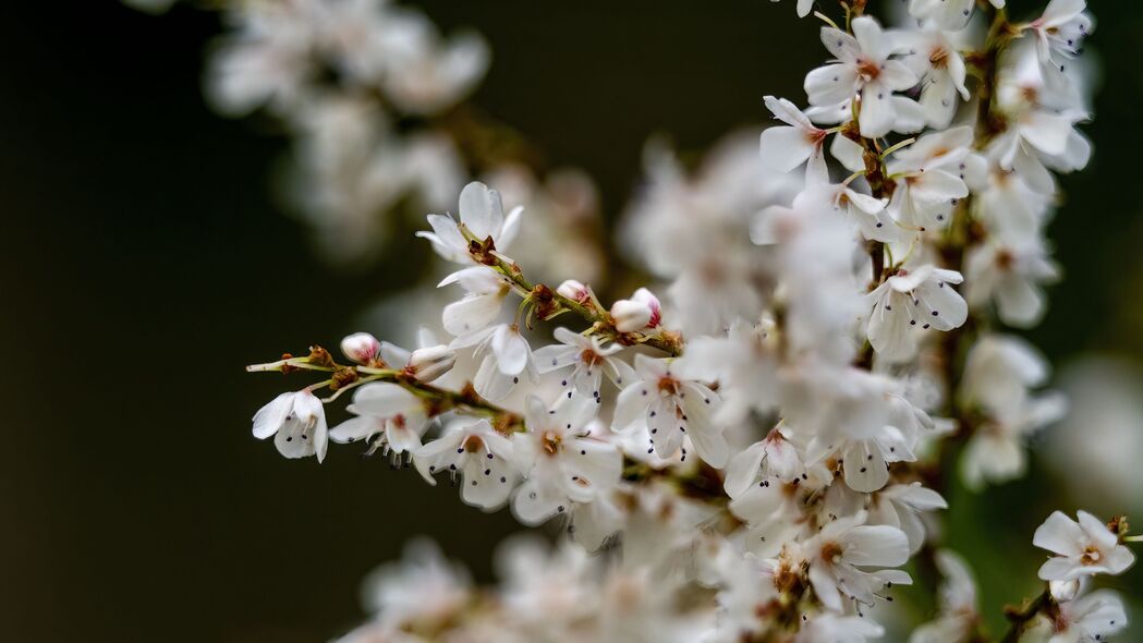 春天花朵绽放，模糊树枝花瓣，绝美4K高清壁纸（3840x2160）免费下载