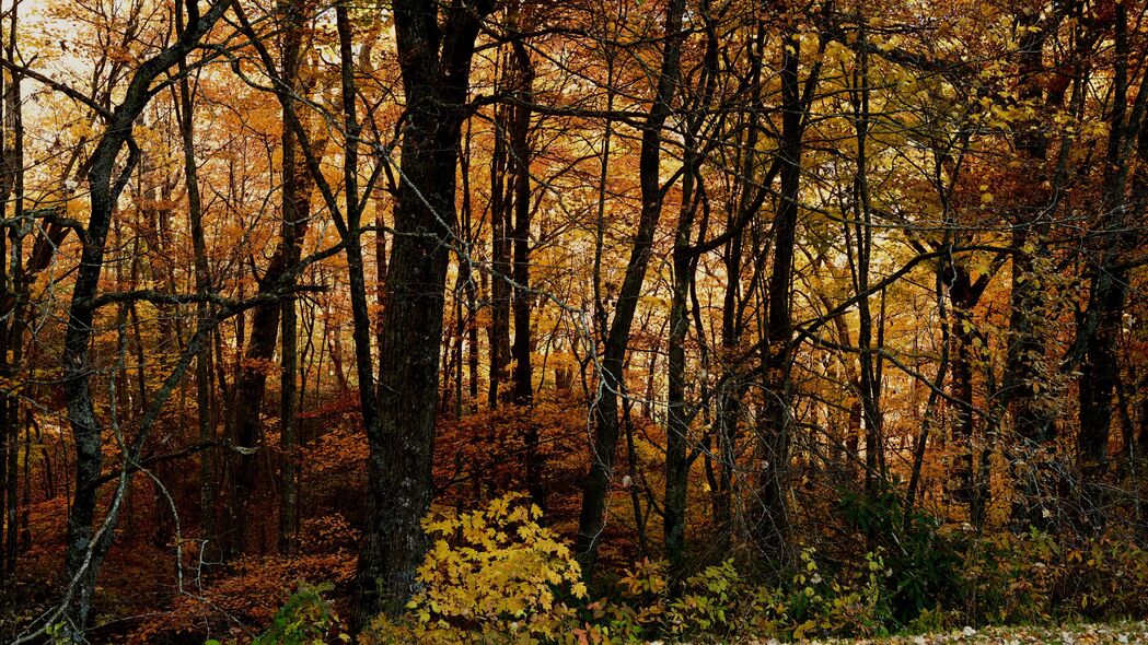 树木 森林 秋天 树叶 风景 自然 4k壁纸 3840x2160
