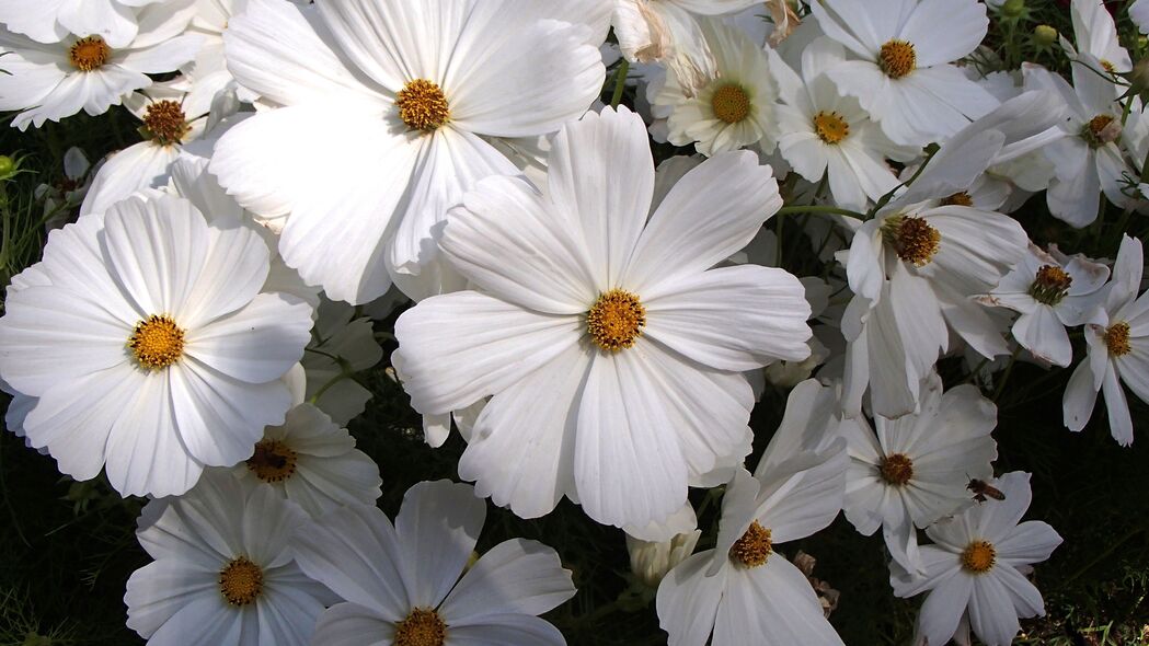 宇宙 花朵 宏 白色 花瓣 4k壁纸 3840x2160