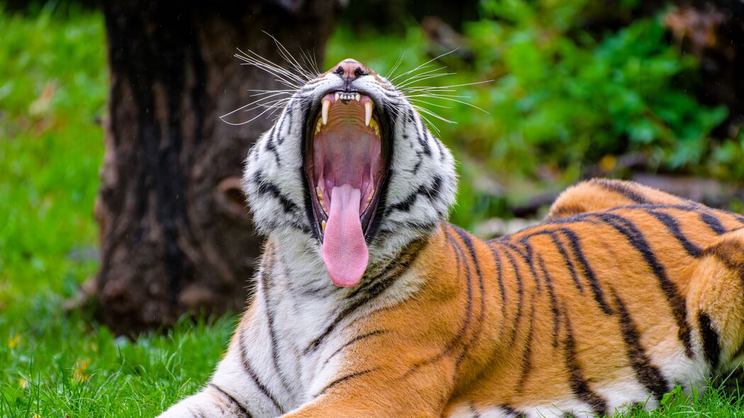 老虎 咧嘴笑 突出的舌头 捕食者 大猫 4k壁纸 3840x2160
