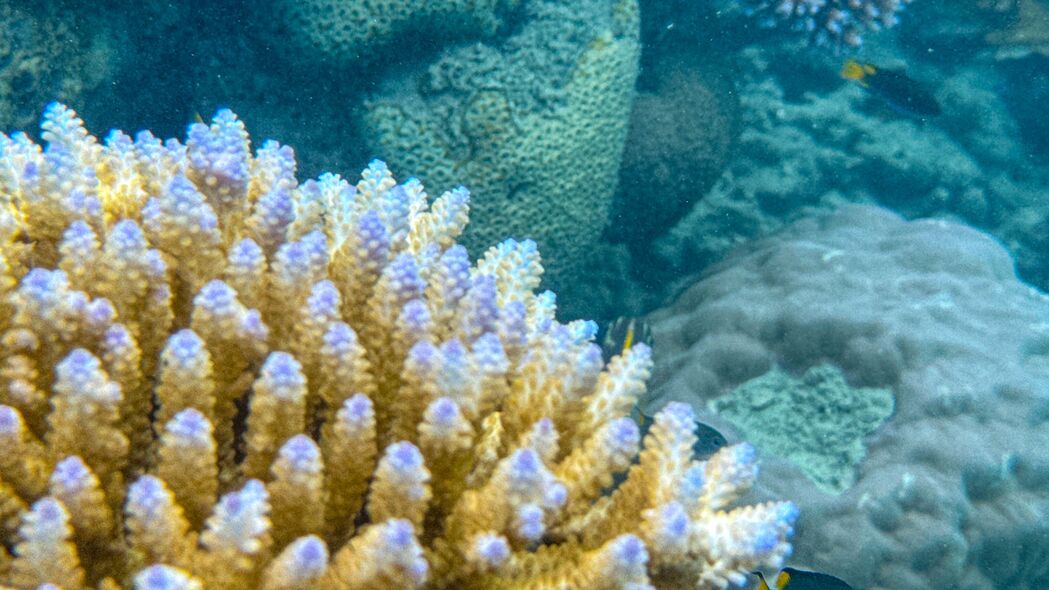 探索海底奥秘，珊瑚鱼类4K超高清壁纸，海洋水族馆3840x2160精美图片下载