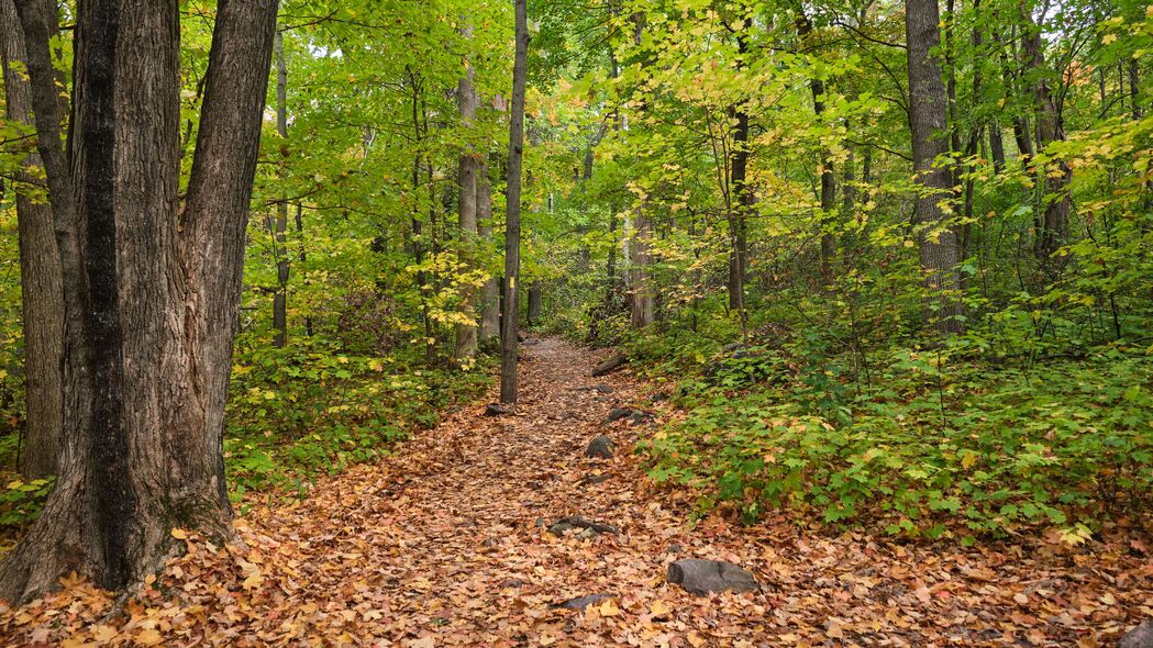 路径 落叶 秋天 树木 森林 自然 4k壁纸 3840x2160