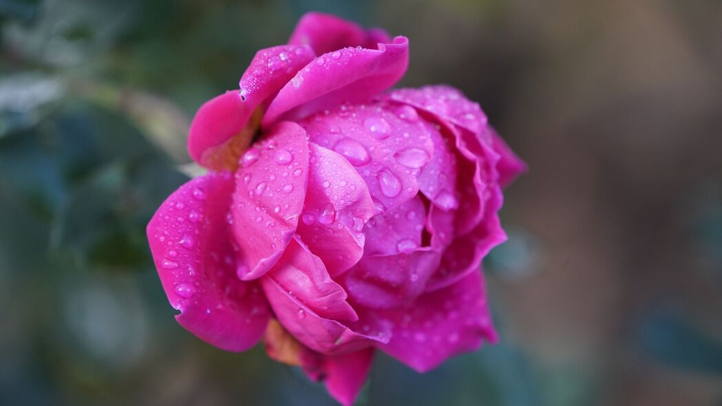 玫瑰 水滴 微距 粉红色 花朵 4k壁纸 3840x2160