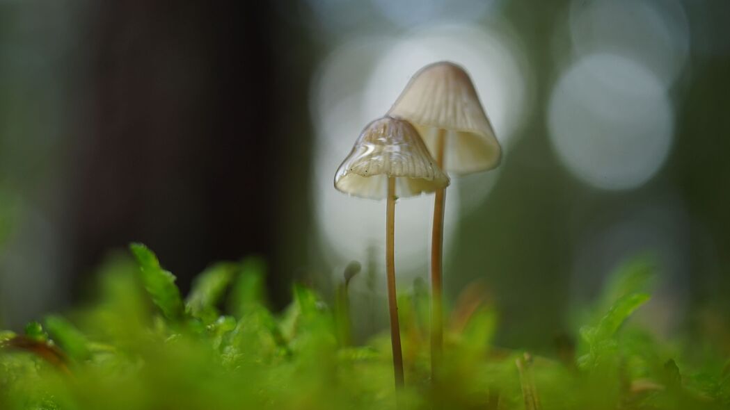 4K高清蘑菇苔藓壁纸，宏模糊风格，3840x2160分辨率，免费下载