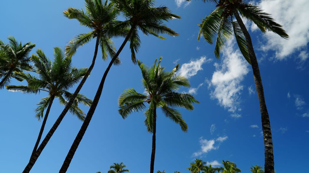热带 棕榈树 天空 仰视 4k壁纸 3840x2160