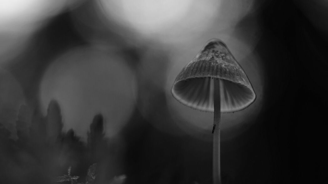 蘑菇 黑白 微距 模糊 苔藓 4k壁纸 3840x2160